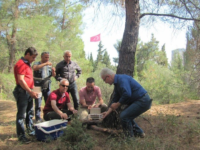 Çanakkale’de 8 Bin 500 Adet Yırtıcı Ormana Salındı