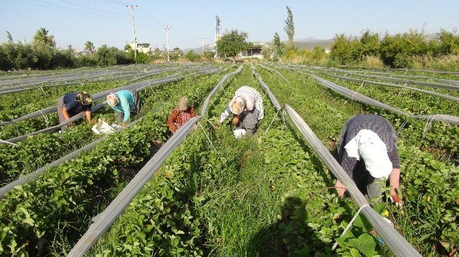 Silifkeli Çilek Üreticisi Sezonu Mutlu Bitirdi