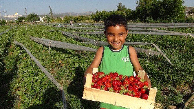 Silifkeli Çilek Üreticisi Sezonu Mutlu Bitirdi