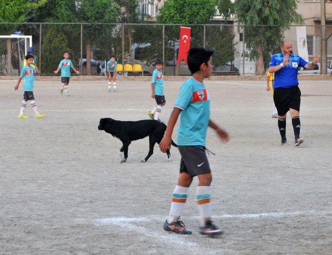 Futbol Turnuvasını Köpekler Bastı