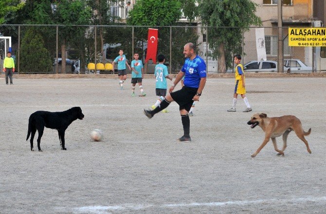 Futbol Turnuvasını Köpekler Bastı