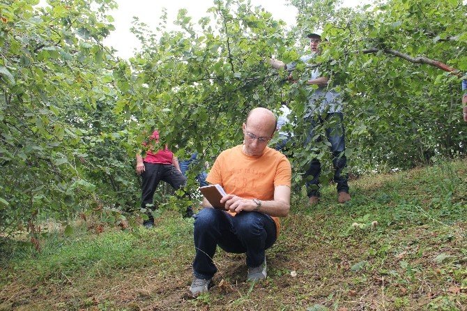 Trabzon’da Da Fındık Rekoltesi Belirleniyor
