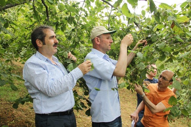 Trabzon’da Da Fındık Rekoltesi Belirleniyor