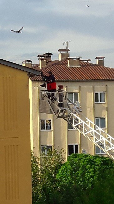 Yavru Karga İçin Seferber Oldular