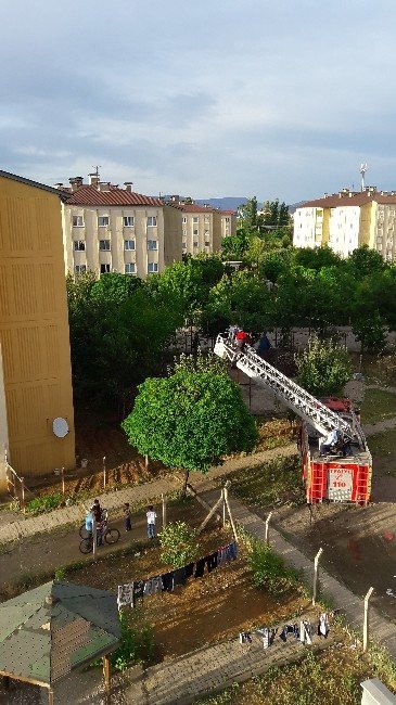 Yavru Karga İçin Seferber Oldular