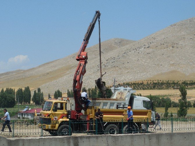 Ceyhan Nehri Hayvan Leşlerinden Temizlendi
