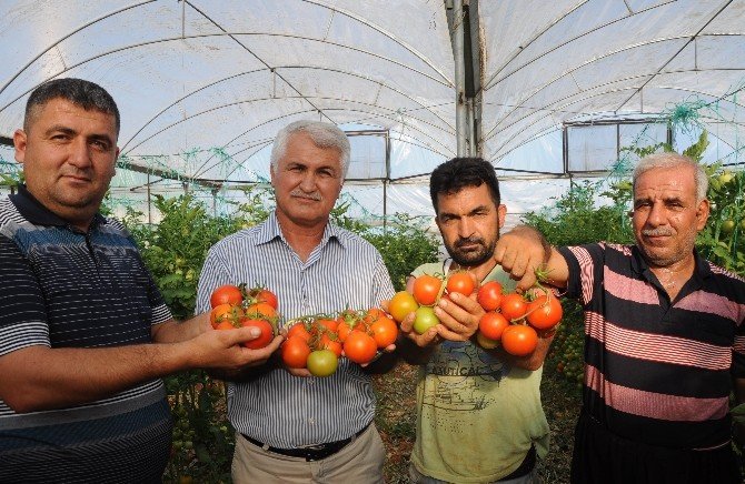 Arap Ülkelerine Yayla Domatesi