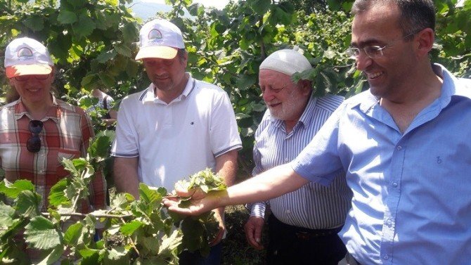 Samsun’un Fındık Rekolte Tahmini Belirlendi
