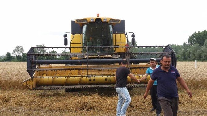 Çarşamba’da Buğday Hasadı Başladı