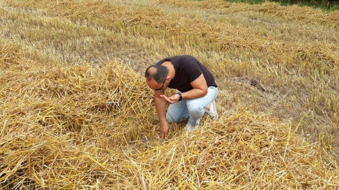 Çarşamba’da Buğday Hasadı Başladı