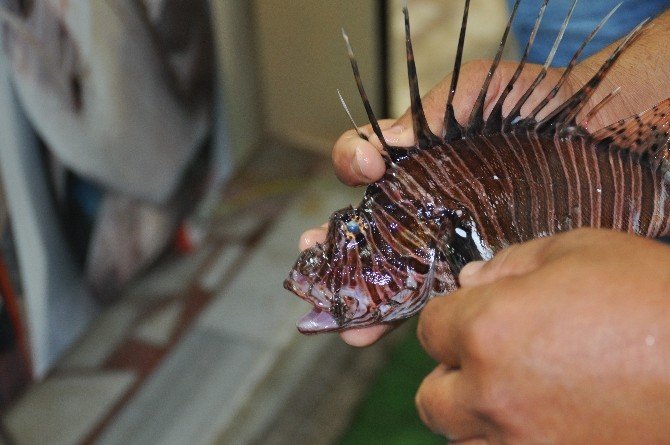 Zehirli Aslan Balığı Gazipaşa’da Ağlara Takıldı
