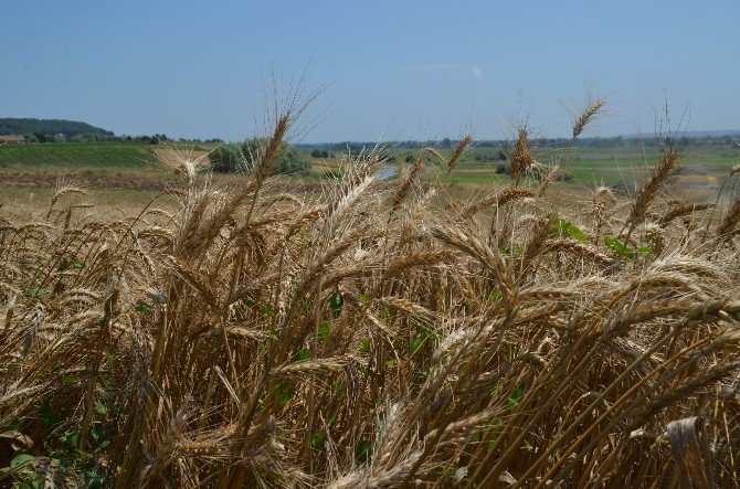 Bafra Ovası’nda Buğday Hasadı Başladı