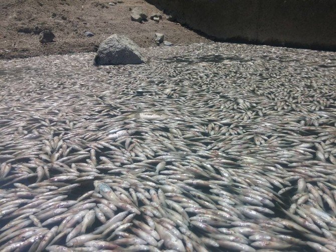 Bursa’daki Toplu Balık Ölümleri Meclis Gündeminde