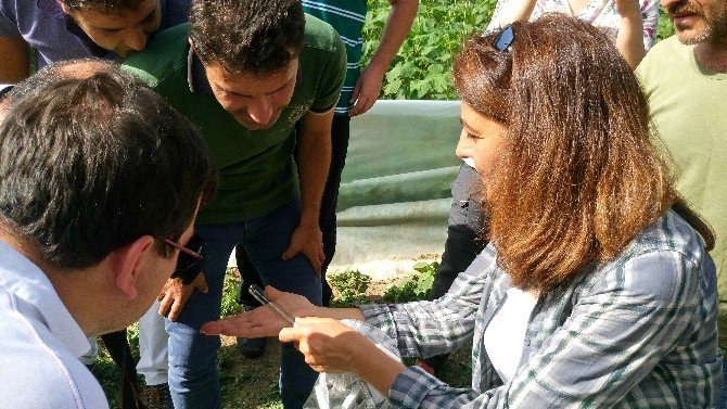 Bartın’da Domates Güvesine Karşı Biyolojik Mücadele