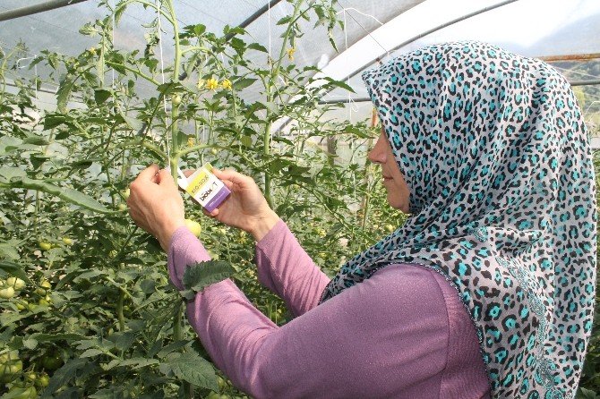 Bartın’da Domates Güvesine Karşı Biyolojik Mücadele