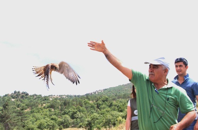 13 Yabani Hayvan Doğaya Bırakıldı