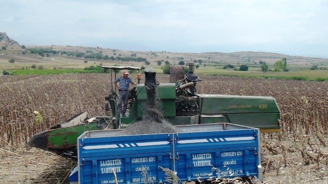 Yağlık Ayçiçeği Hasadı Başladı