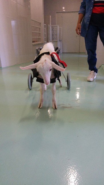 Yürüyemeyen Oğlağa Ortez Takıldı