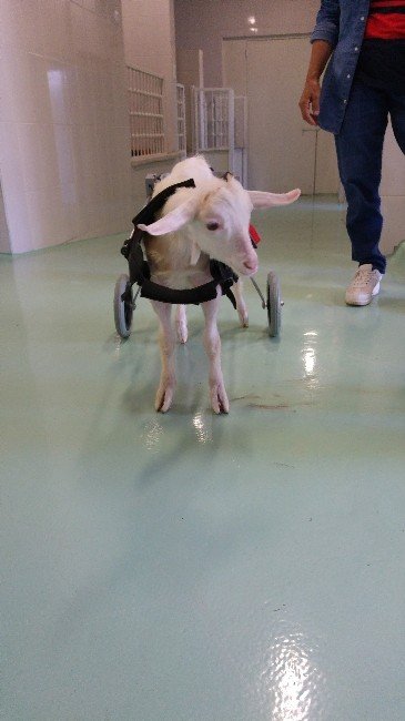 Yürüyemeyen Oğlağa Ortez Takıldı