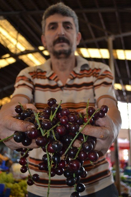 Karayemiş Eczane Gibi