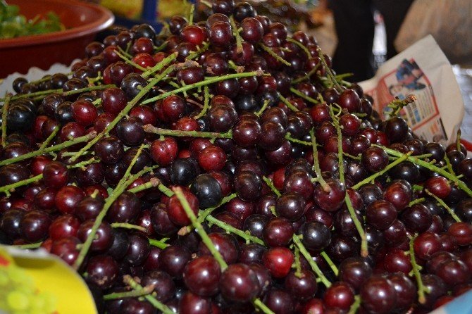 Karayemiş Eczane Gibi