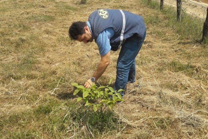 Düzce’de Ceviz Sahalarının Bakımları Devam Ediyor