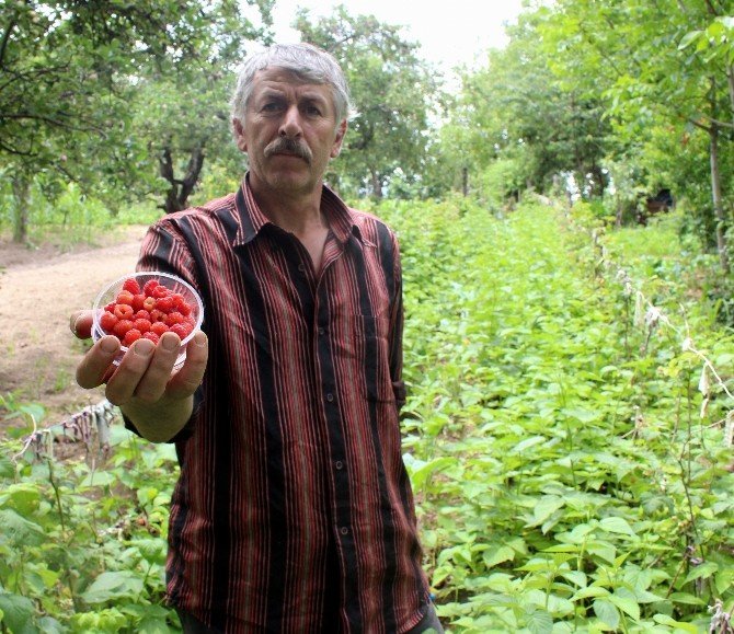 Ahududu Yüz Güldürdü
