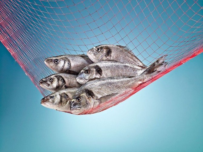 Haftada İki Gün Balık Yaşam Boyu Sağlık