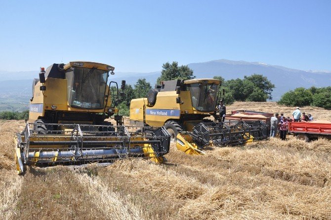 Açıklanan Buğday Fiyatları Çiftçiyi Memnun Etmedi