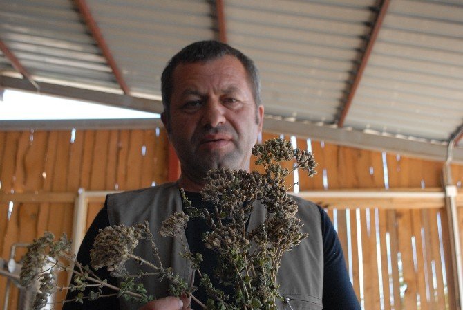 Lisinia’ya Da Kekik Kokusu