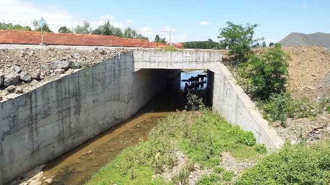 Hayvanların İlginç Sıcaktan Korunma Yöntemi
