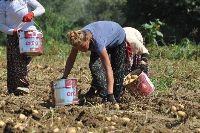 Patates Çiftçinin Yüzünü Güldürmedi