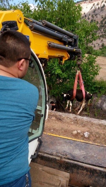 Boş Havuza Düşen İnek Vinçle Kurtarıldı