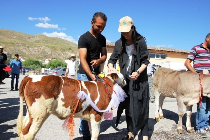 Bayburt’un En Güzel Buzağıları Seçildi