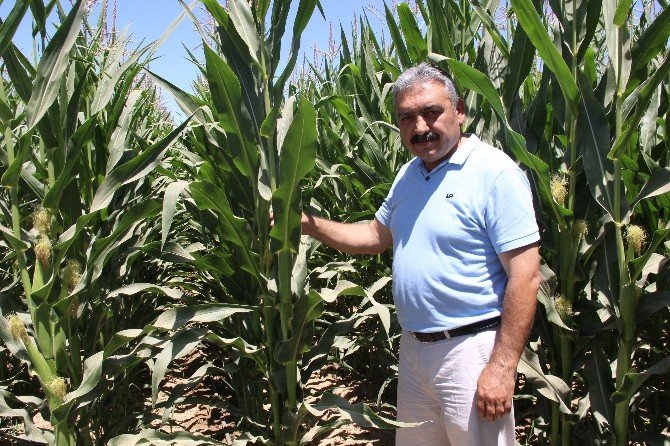 Karamanlı Çiftçi Umudunu Mısıra Bağladı