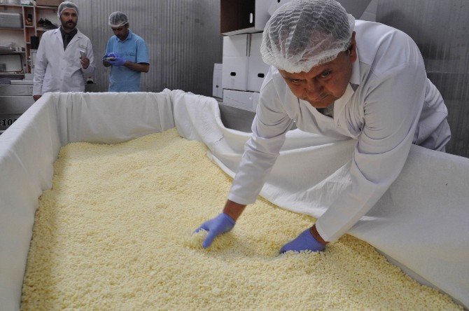 Sivas’tan Dünyaya ’Mozzarella Peyniri’ İhraç Ediyorlar