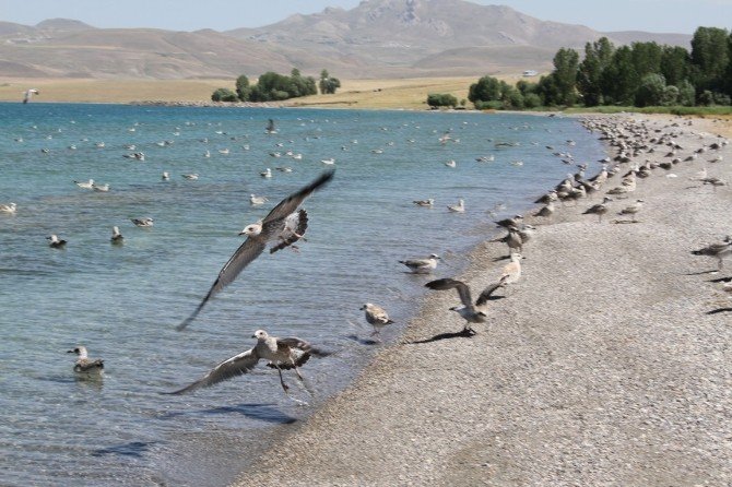 Van’da Kuş Ölümleri