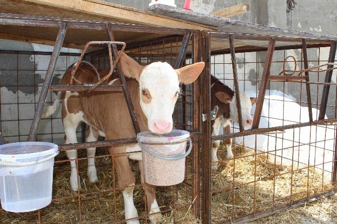 Kooperatif Ortaklarının Yüzleri Gülüyor