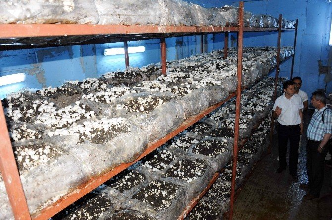 Büyükşehir Mantar Üreticisi Yaptı