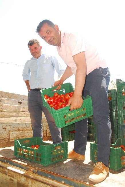 25 Bin Ton Örtü Altı Domates Rusya’ya İhraç İçin Yola Çıktı