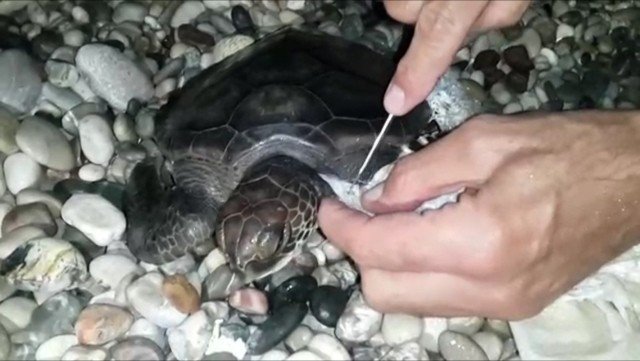 Yavru Carettayı Plastik Torbadan Kurtarma Operasyonu