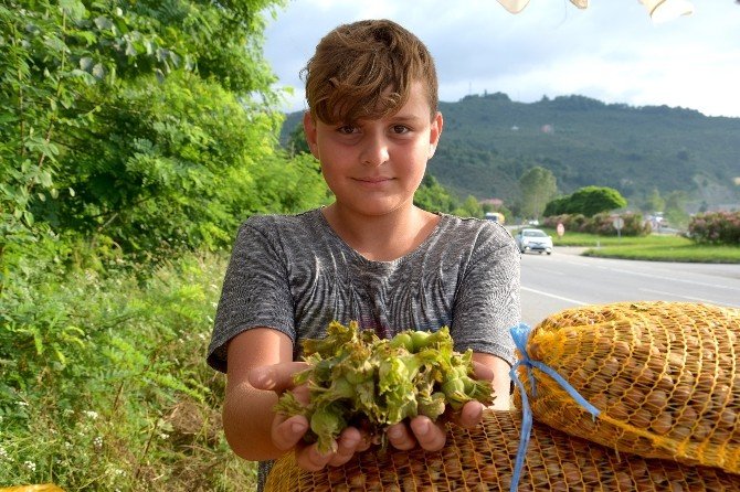 Giresun’da Fındık Toplama Tarihleri Belirlendi