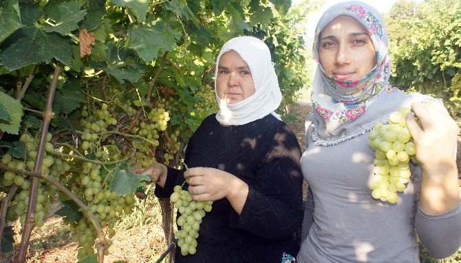 Üzüm Üreticisinin Gözü Rusya’da