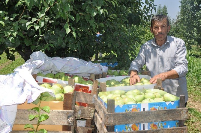Armutta Rekolte, Düştü Fiyat Arttı