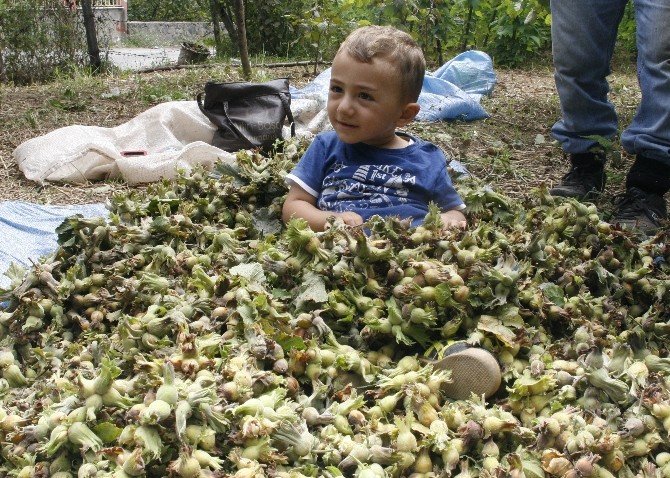Trabzonlu Fındık Bahçesine Erken Girdi