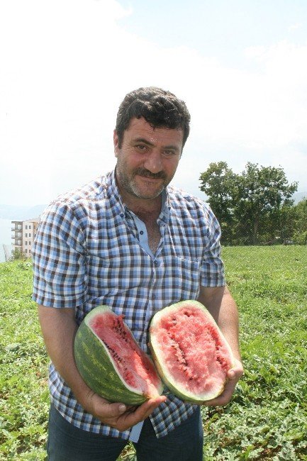 Yalıncak Karpuzu Can Çekişiyor