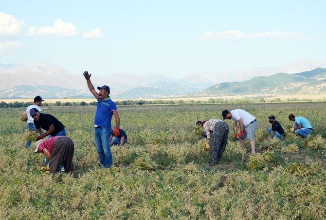 Türkiye Komünist Partili Belediyede Hasat Vakti