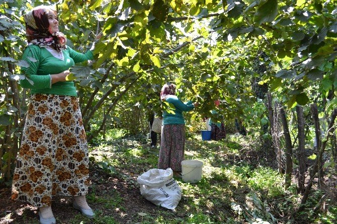 Fındık Hasadı Umutlu Başladı
