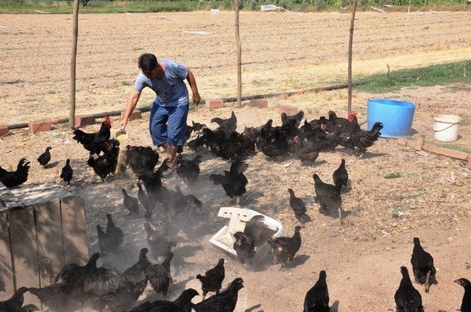 Altın Yumurtlayan Tavuk Gerçek Oldu