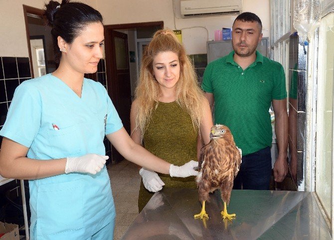 Hasta Şahin Tedavi Edildi, Özgürlüğüne Kavuşturuldu